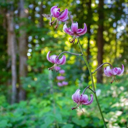 Ferienhaus Ploeckenstein Schwarzenberg am Bohmerwald Kültér fotó