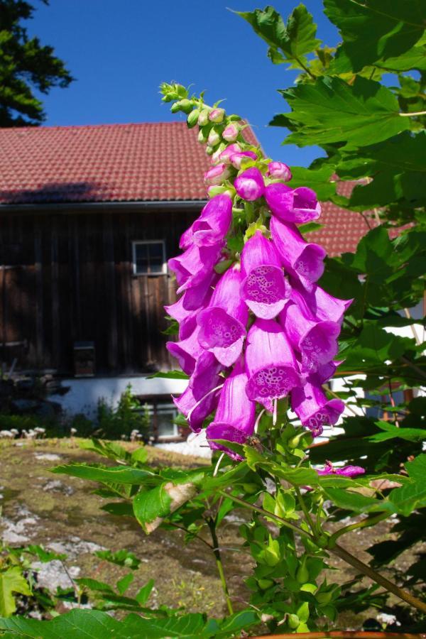 Ferienhaus Ploeckenstein Schwarzenberg am Bohmerwald Kültér fotó