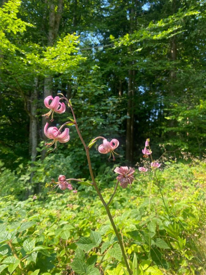 Ferienhaus Ploeckenstein Schwarzenberg am Bohmerwald Kültér fotó